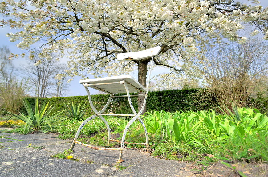 White metal chair under blooming cherry blossom tree in garden