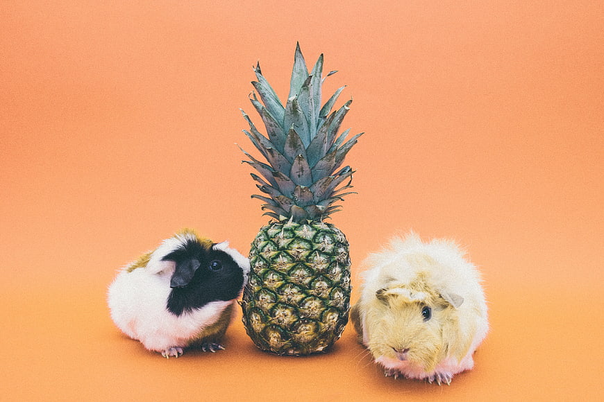 Two guinea pigs with pineapple on orange background