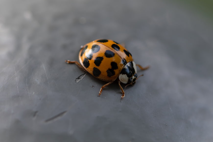 Close-up of an orange ladybug with black spots on gray surface