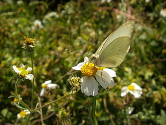 White butterfly on a wildflower in a sunny meadow