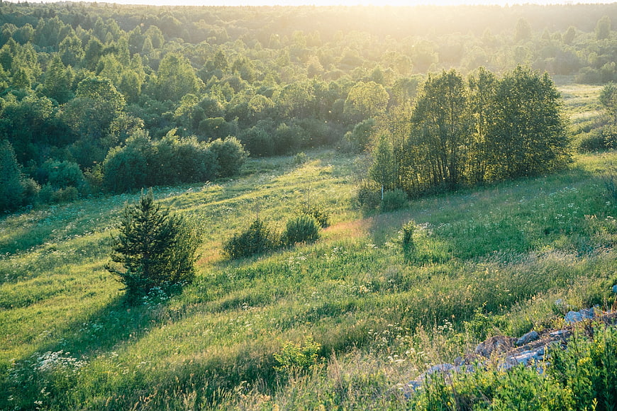 Sunlit Green Highland Meadow with Forest Background