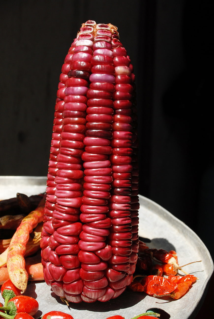 Vibrant Red Corn Cob with Dried Peppers on Plate