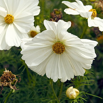 Close-up of white cosmos flowers with yellow centers in a garden