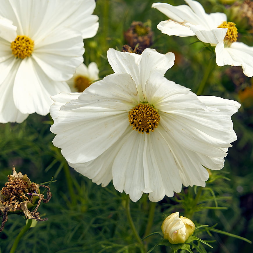 Close-up of white cosmos flowers with yellow centers in a garden