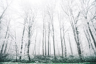 Misty Winter Forest with Snow-Covered Trees