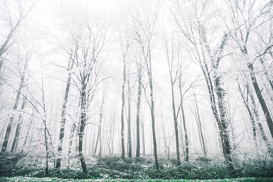 Misty Winter Forest with Snow-Covered Trees