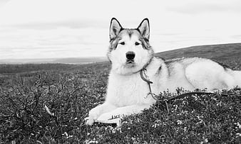 Alaskan Malamute Lying in Grassy Field Black and White