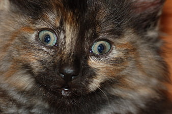 Close-up portrait of a tortoiseshell kitten with blue eyes