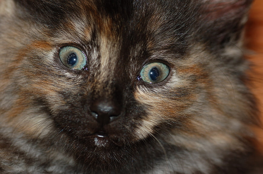 Close-up portrait of a tortoiseshell kitten with blue eyes
