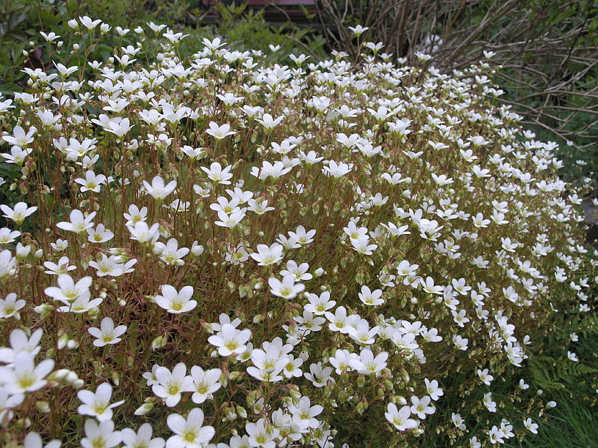 Dense cluster of small white flowers in a garden
