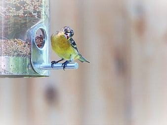 Yellow American Goldfinch Eating Seeds from Bird Feeder