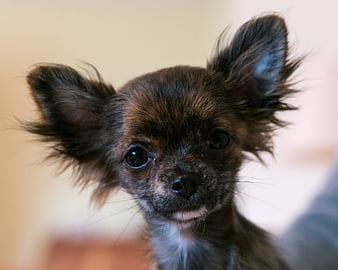 Close-up portrait of a cute brown Chihuahua puppy with large ears