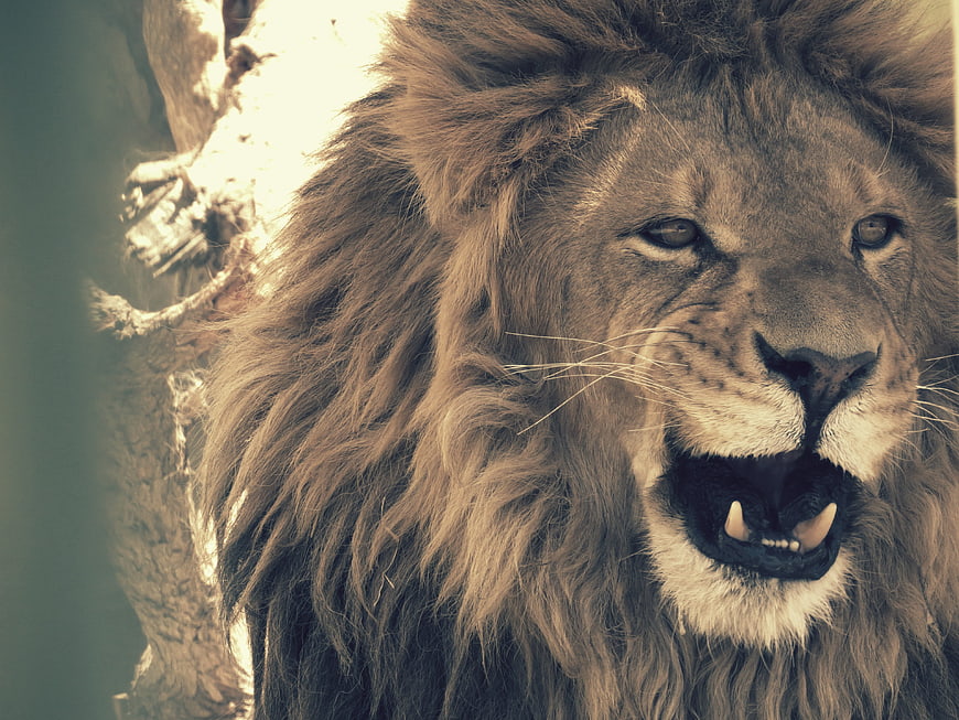 Close-up portrait of a male lion with open mouth and visible fangs