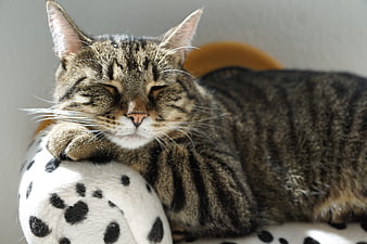 Sleeping Tabby Cat Resting on Polka Dot Cushion