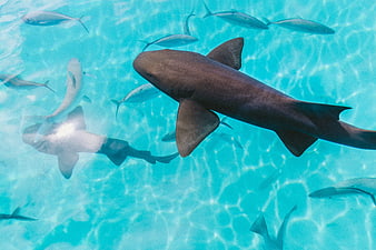 Nurse Shark Swimming in Turquoise Ocean Water