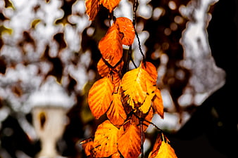 Close-up of vibrant orange autumn leaves with water droplets