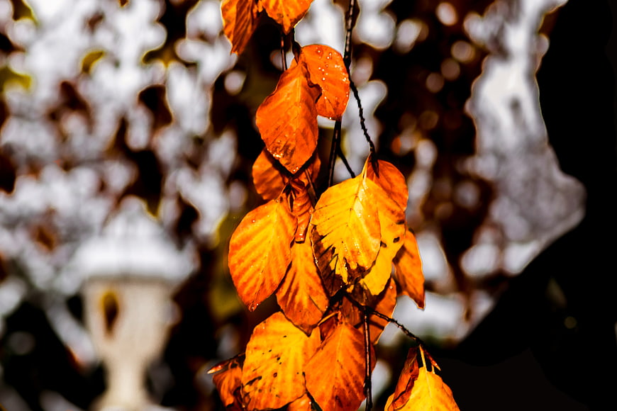 Close-up of vibrant orange autumn leaves with water droplets