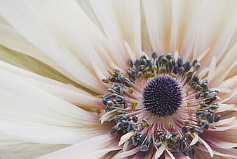 Macro Close-Up of White Anemone Flower with Purple Center