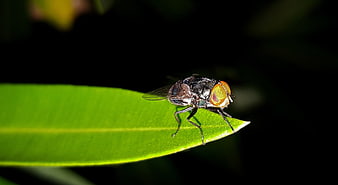 Macro Close-Up of a Housefly on a Green Leaf