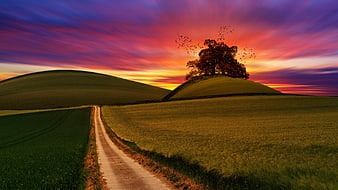 Dramatic Sunset Over Rolling Hills with Solitary Tree and Dirt Road