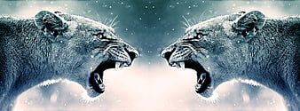 Two roaring lions facing each other in a dramatic blue winter scene