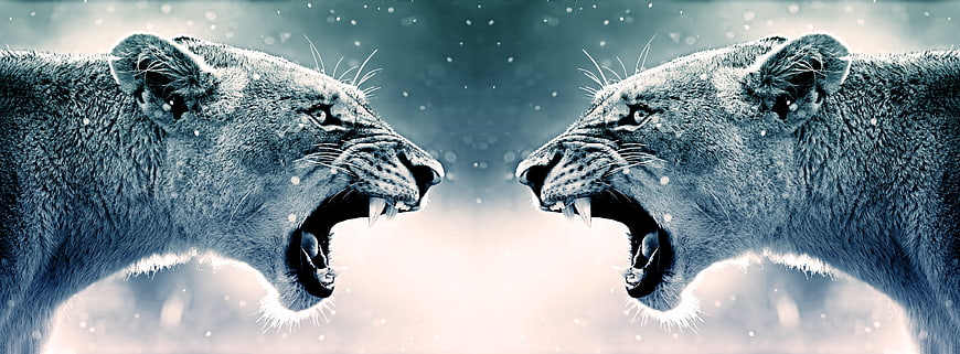 Two roaring lions facing each other in a dramatic blue winter scene