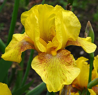 Close-up of a vibrant yellow bearded iris flower