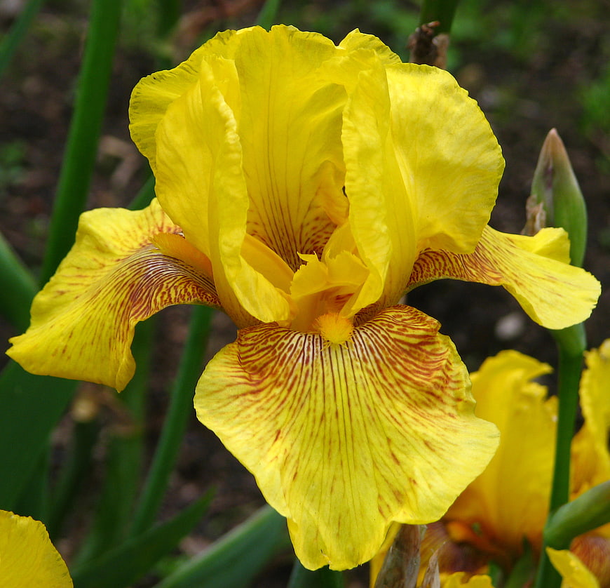 Close-up of a vibrant yellow bearded iris flower