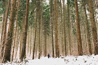 Couple hiking on snowy path in tall pine forest