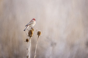 Purple Finch Perched on Dried Thistle in Winter
