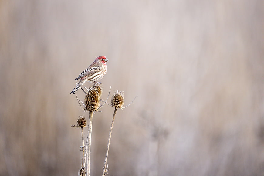 Purple Finch Perched on Dried Thistle in Winter