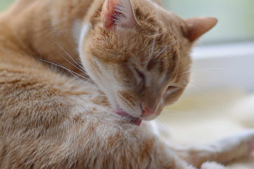 Close-up of orange tabby cat grooming its fur