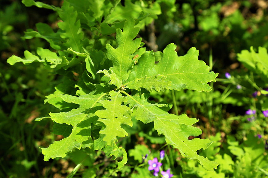 Close-up of vibrant green oak leaves in spring forest
