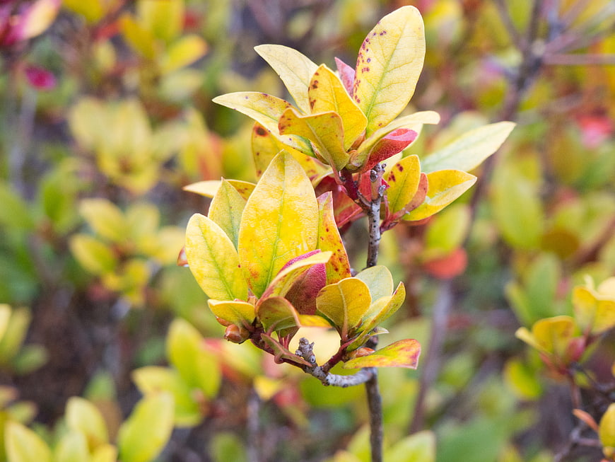 Close-up of yellow and red autumn leaves on a shrub branch