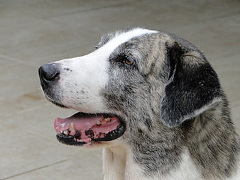 Close-up portrait of a happy merle and white dog panting