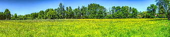 Panoramic view of vibrant yellow wildflower meadow with green trees