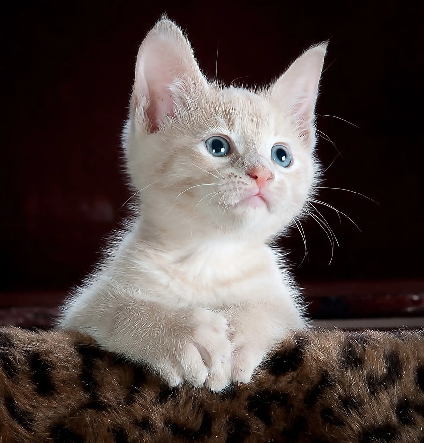 Adorable Cream Kitten with Blue Eyes on Leopard Print