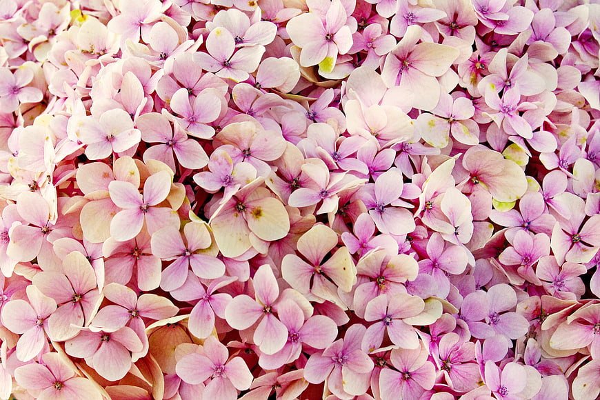 Pink Hydrangea Flower Cluster Close Up Background