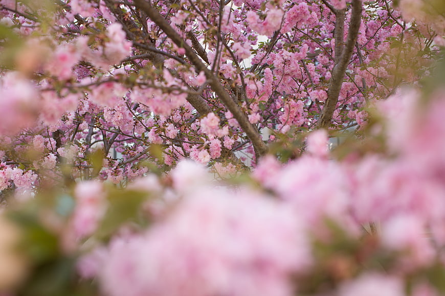 Pink cherry blossoms in full bloom with blurred foreground