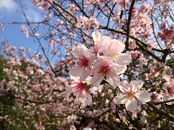 Pink cherry blossoms blooming on a branch against blue sky
