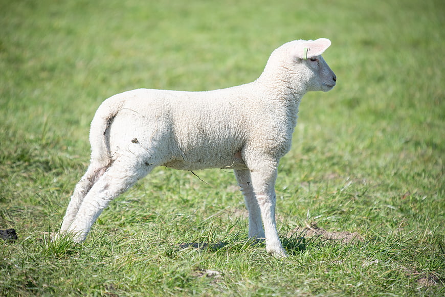 Young white lamb standing in green grass field
