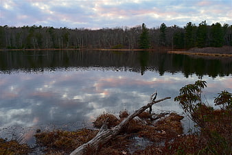 Serene Lake Reflection with Driftwood and Forest at Dusk