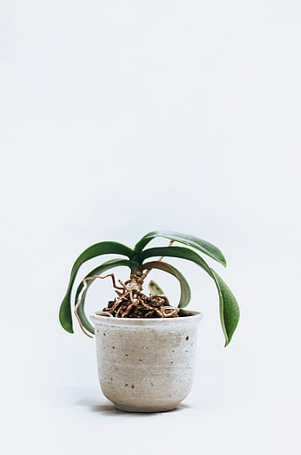 Minimalist Potted Orchid Plant on White Background