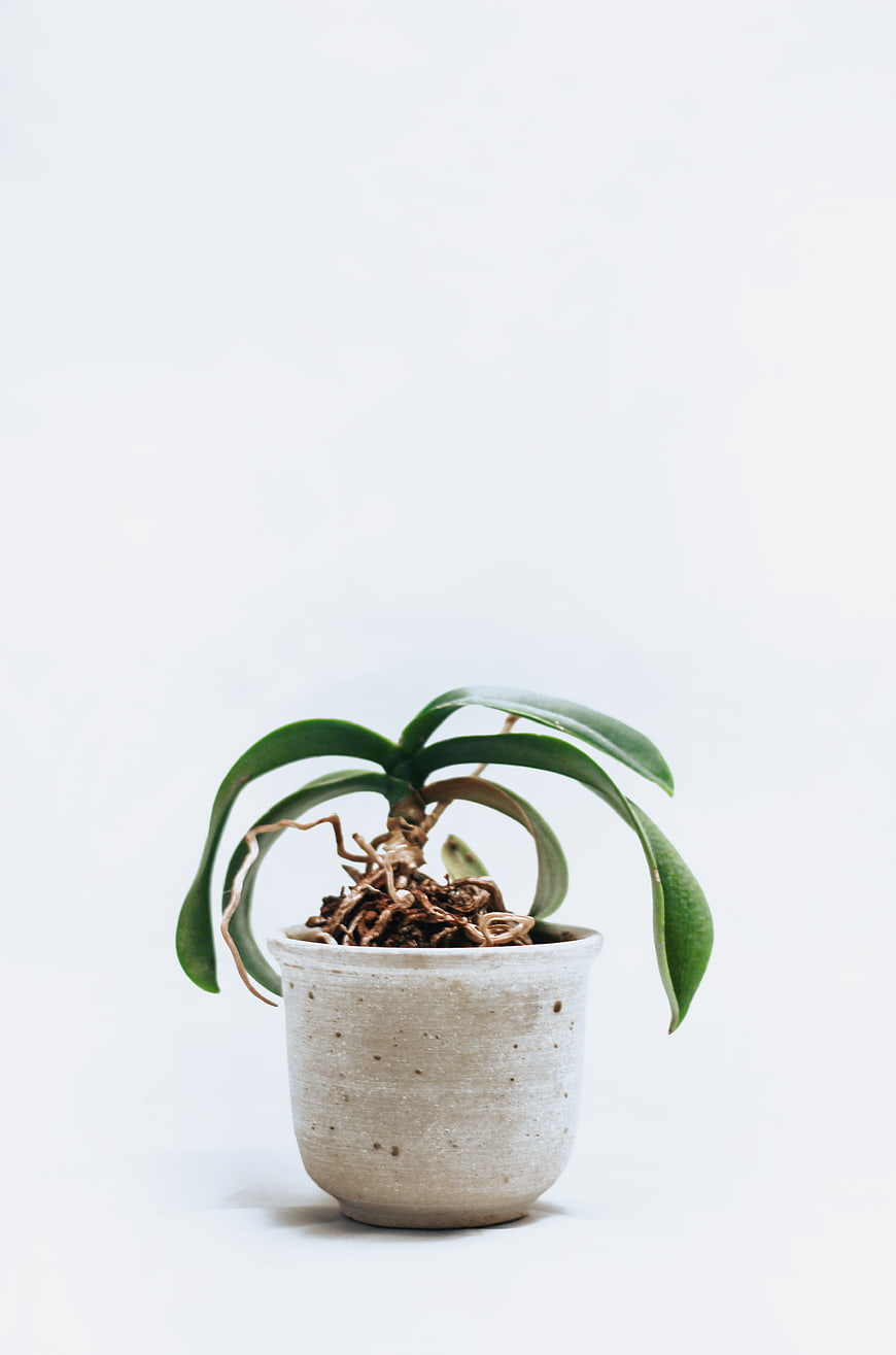 Minimalist Potted Orchid Plant on White Background