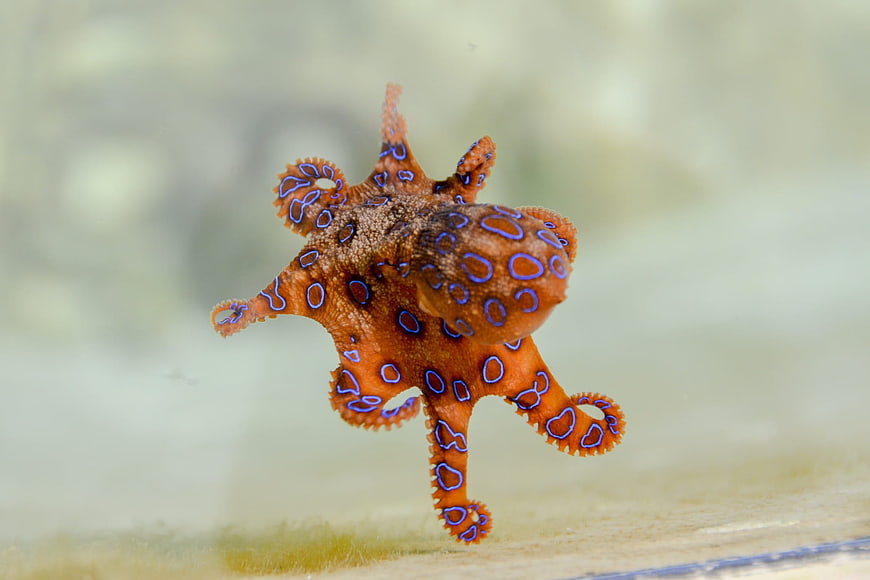 Blue-ringed octopus swimming underwater with vibrant blue spots