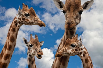 Low angle view of four giraffes looking down against blue sky