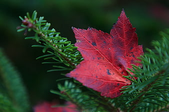 Red Maple Leaf on Pine Branch in Autumn Forest