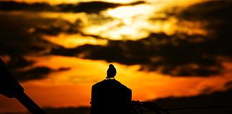 Silhouette of a bird on a post against a dramatic sunset