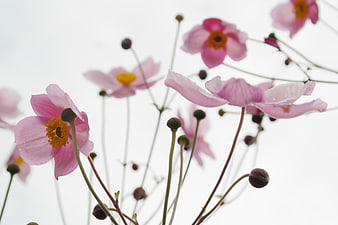 Pink Anemone Flowers Against White Sky Background