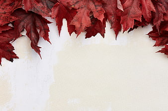Red Maple Leaves Border on Textured White Background
